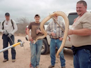 Yılanları Vahşice Öldürüp Yiyorlar