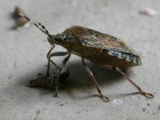 Acı Olay! Yanlışlıkla 5 Çocuğunu Zehirledi