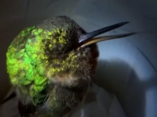 Dünyanın En Sevimli Horlaması Kamerada