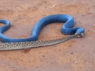 Mavi Yılan Çıngıraklı Yılanı Böyle Yuttu