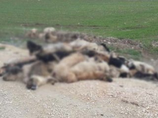 Bursa’da 84 Köpek Zehirlendi