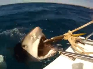 Köpekbalığı Affetmedi