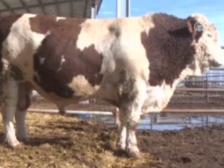 Görenler Şaşıp Kalıyor!