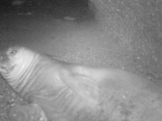 Marmara Denizinde Görüntülendi