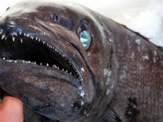 Türkiye Sularında İlk Kez Görüldü