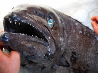 Türkiye Sularında İlk Kez Görüldü