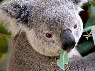 Avustralya’da Koala Katliamı