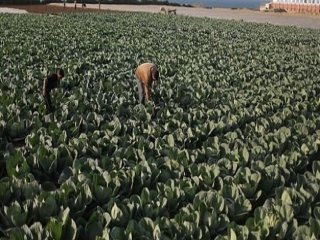 İsrail Gazze'den İthalat Yapacak