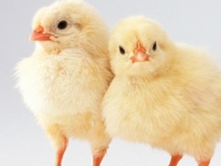 Cinsiyetini Bilene 13 Bin TL Maaş