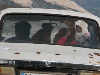 Pes Dedirten Görüntü