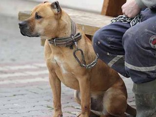 Köpek Dövüşlerinde Büyük Paralar Dönüyor