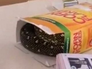 Mısır Gevreği Kutusundan Bakın Ne Çıktı!