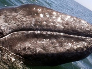 Meksika'da Balina Tekneye Saldırdı