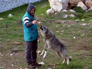 Bu Kurtlara Bir Haller Oldu