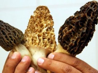 Bu Mantarın Kilosu 1 Tam Altın Fiyatı