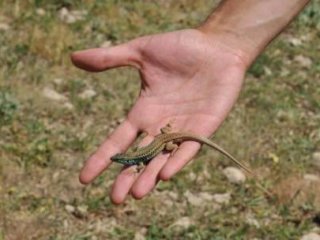 İlk Kez Türkiye'de Görüldü!