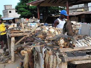 Büyücü ve Şarlatanların İskelet Pazarı