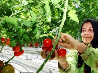 -35 Dercede Domates Üretiyorlar