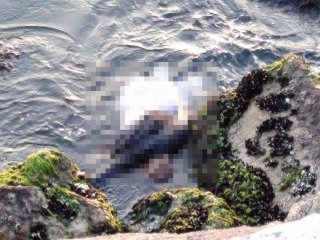 Maltepe Sahilinde Kadın Cesedi Bulundu