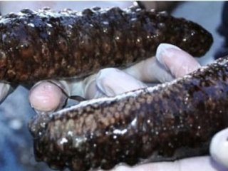 Tam Bir Ton Yakalandı!