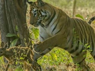 Kaplan'dan Yavru Geyiğe Şaşırtan Hareket