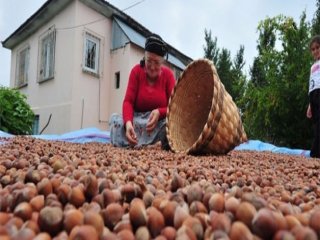 Fındık Üreticisine Müthiş Destek