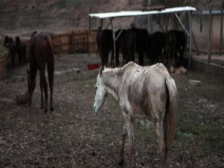 4.5 Ton At Etini Piyasaya Sürdüler