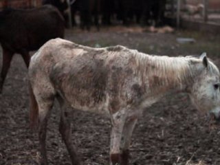 At Eti Satıcısına Komik Ceza!