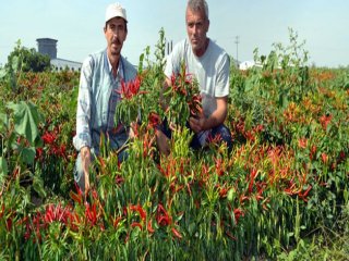 En Acı Zam! Fiyatı Yüzde 87 Arttı