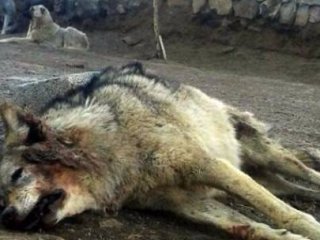 Kangallara Kafa Tutan Kurt Pişman Oldu!