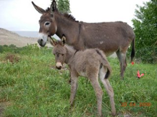 Eşeklere Devlet Koruması
