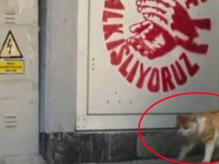 AK Parti'den CHP'ye Kedi Cevabı