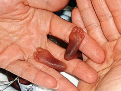 İlk bebek katili Firavun 