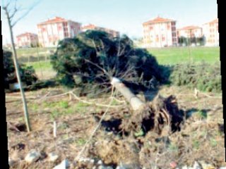 Hey­ke­lin Te­me­li Sağ­lam Ağaçların İse Çürük