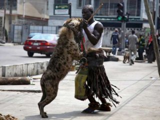 Afrika’nın Evcil Hayvanları!