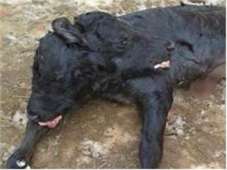 Kastamonu'da Çift Başlı Buzağı Şaşkınlığı