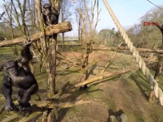 Şempanze İnsansız Hava Aracını Düşürdü!