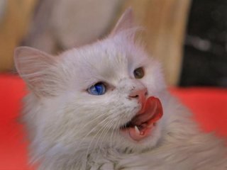 Van Kedilerinin Gözleri Neden Mavi?