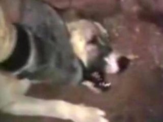 Genelkurmay'dan 'köpeğe işkence' açıklaması