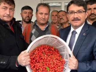 Kilosu tam 150 lira