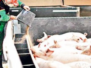 Bu İşte Bir Domuzluk Var!