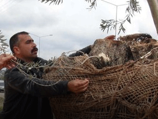 800 Yıllık Mucize!