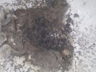 İki Köpeği Benzin Döküp Yakmışlar