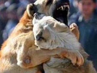 Facebook'ta Köpek Dövüşü Fotoğrafı Paylaşınca...