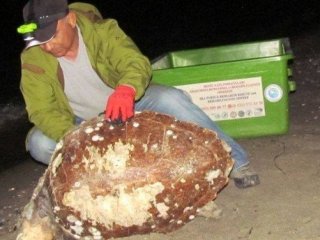 Ölü Caretta Caretta Bulundu