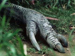 Bir Tabur Askeri Öldüren Kuş!