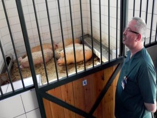 Diploma İçin 'Domuz Yetiştirme' Şartı