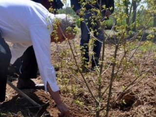 Kilosu 3 Bin TL! İlk Hasadı 2018'de
