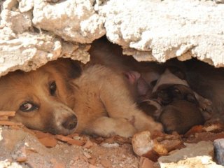 Köpekten Analık Dersi