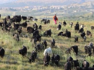 Türklerin Bin Yıllık Göçü Başladı